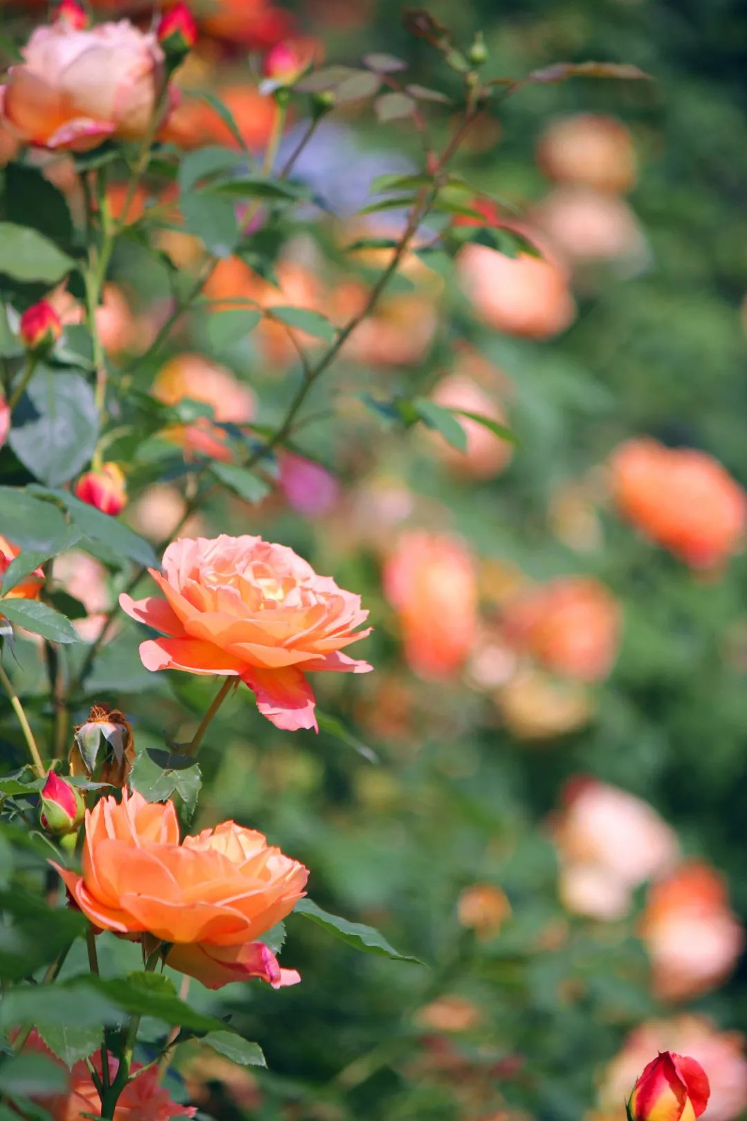 大寨玫瑰花海迷宫,花海迷宫大寨