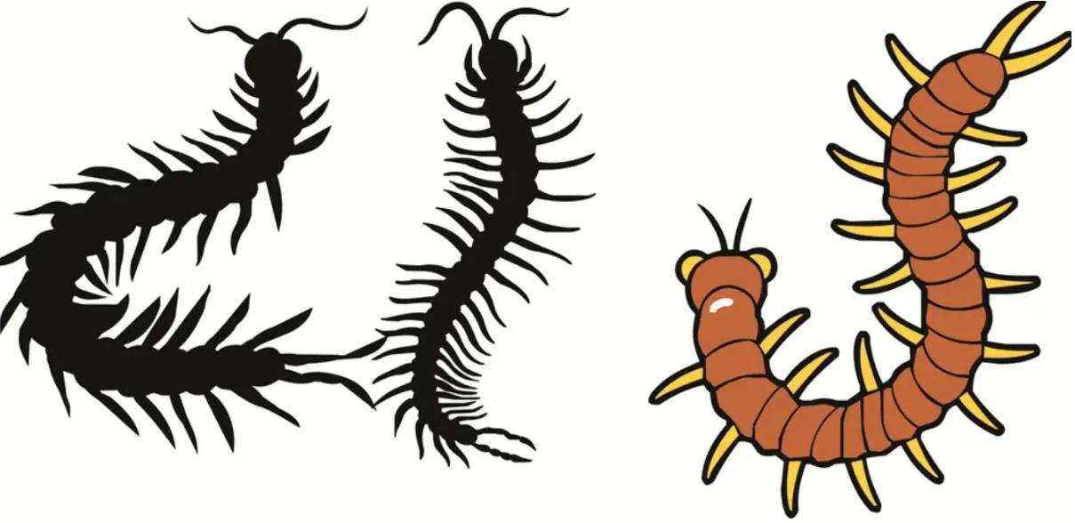 盘点全球剧毒的蜈蚣,中国海关查获巨大蜈蚣