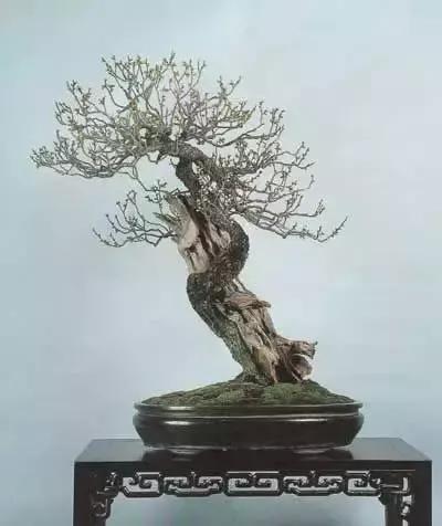 梅花老桩盆景,梅花盆景制作