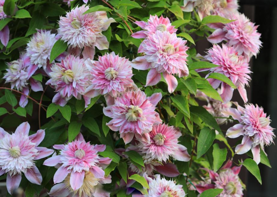 铁线莲春天从根部发芽,春天铁线莲管理方法