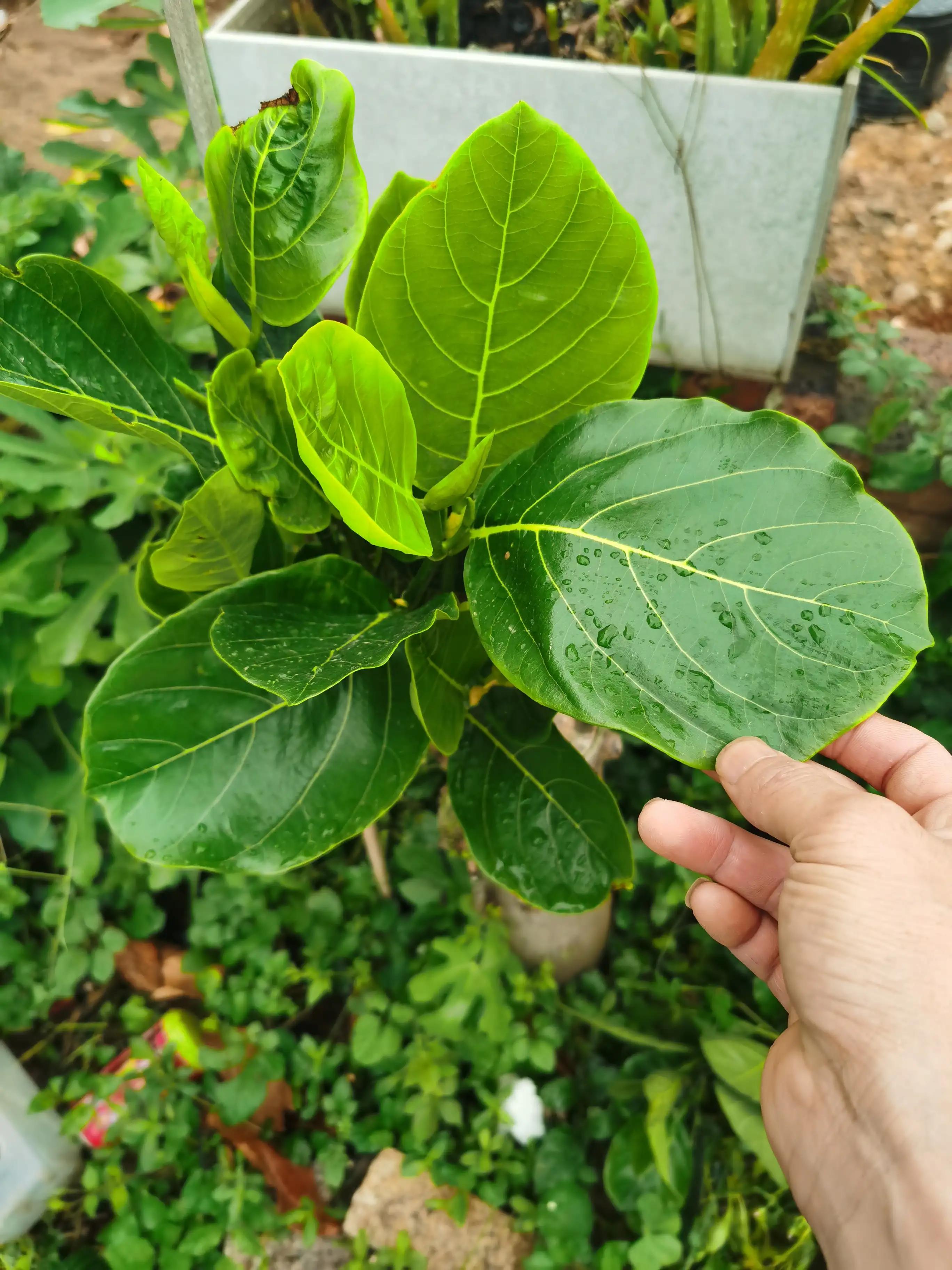 万能的头条帮忙鉴定一下菠萝蜜是哪个品种