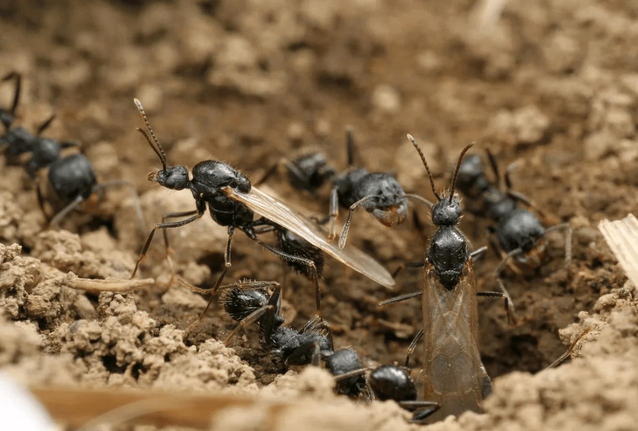 金陵海关查获378只活体野蛮收获蚁,海关截获蚂蚁收获蚁