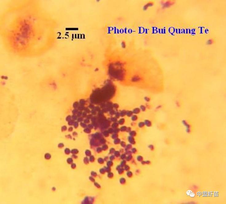 微孢子虫亚门,水产养殖微孢子虫