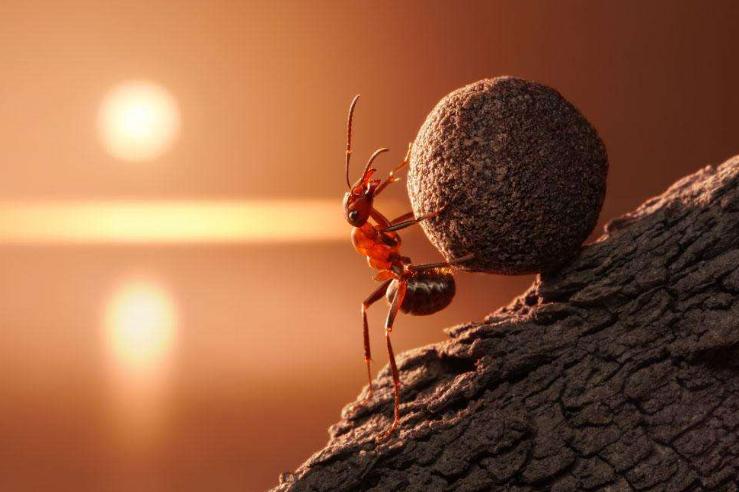 蚂蚁没有杀虫剂怎么消灭,家里有蚂蚁不用白醋用黑醋可以吗