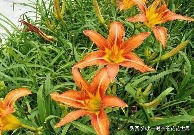 母亲节送母亲寓意最好的花,母亲节鲜花什么花好看
