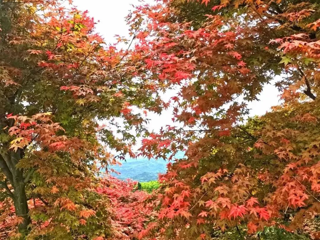 南京龙袍最值得玩的景点,南京秋天最值得去玩的免费景点