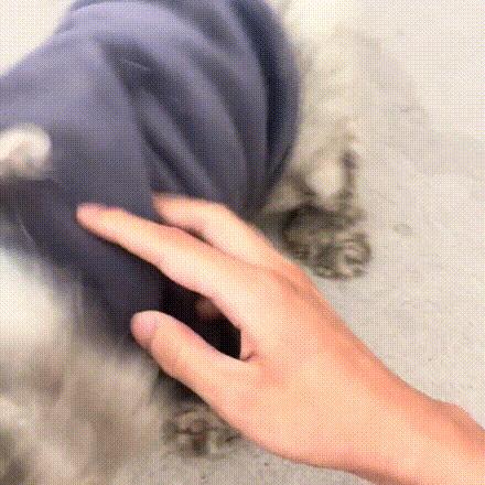 走失5个月的比熊身上还穿着棉袄,走失比熊回来了