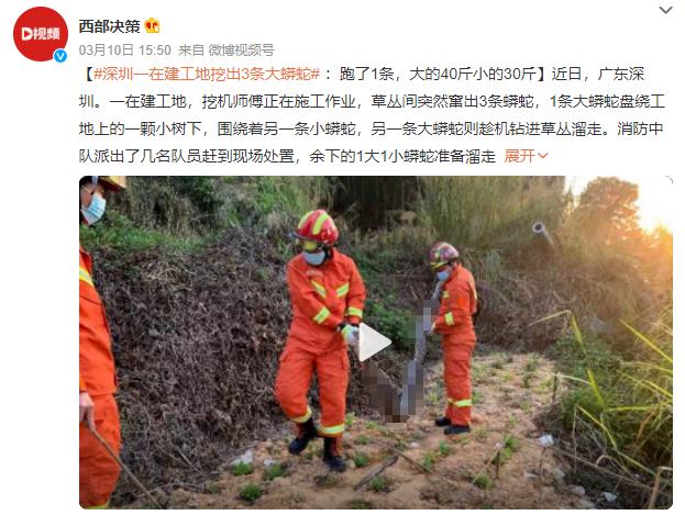 吓人!深圳一工地挖出3条超70斤大蟒蛇,不怕雄黄它究竟怕什么?