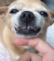 狗狗有口臭怎么办最有效的方法,狗狗口臭怎么办解决方法大揭秘