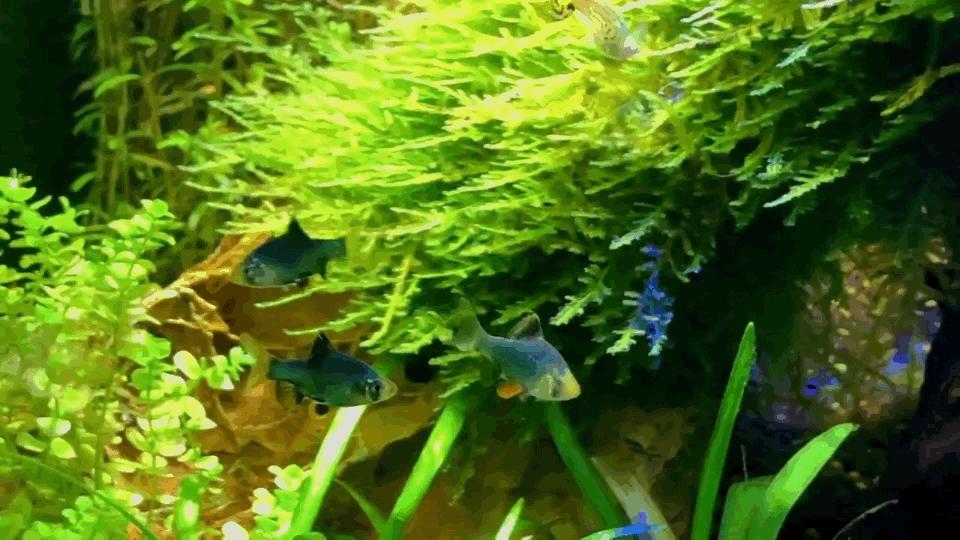 热带观赏鱼图片唯美大全,热带观赏鱼动图