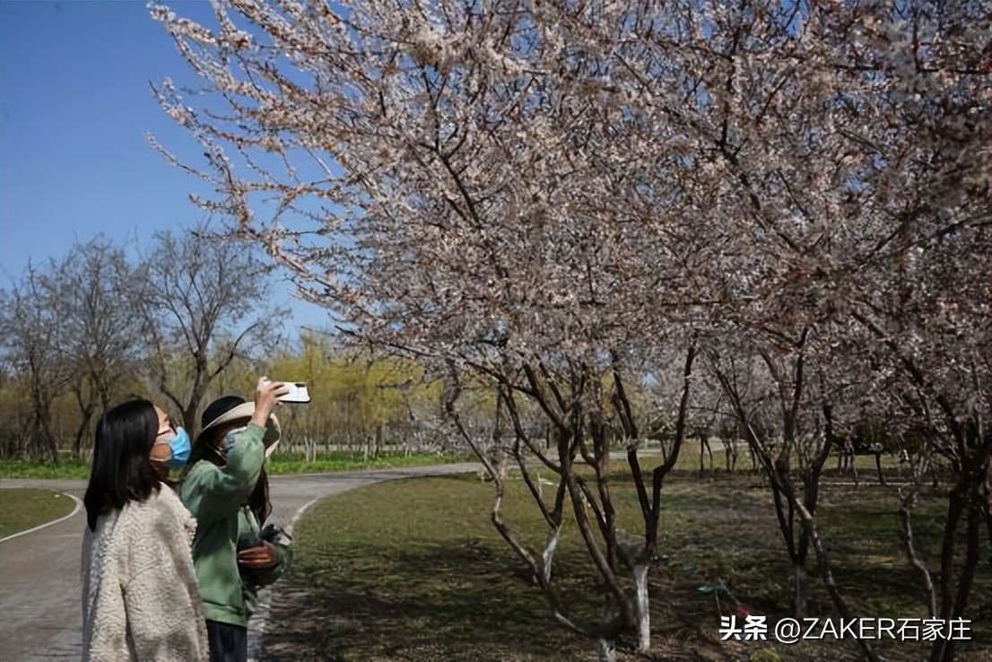 石家庄早新闻,早新闻完整内容
