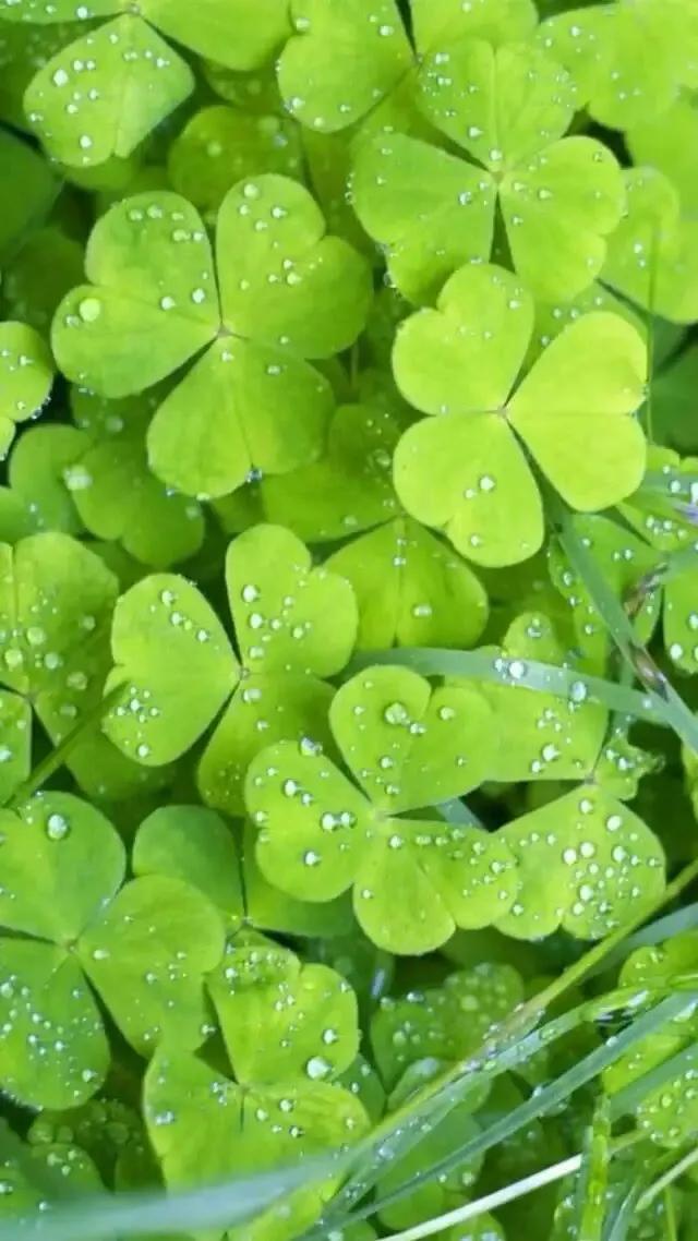 护眼壁纸动态壁纸高清全屏90帧,华为绿色养眼护眼壁纸