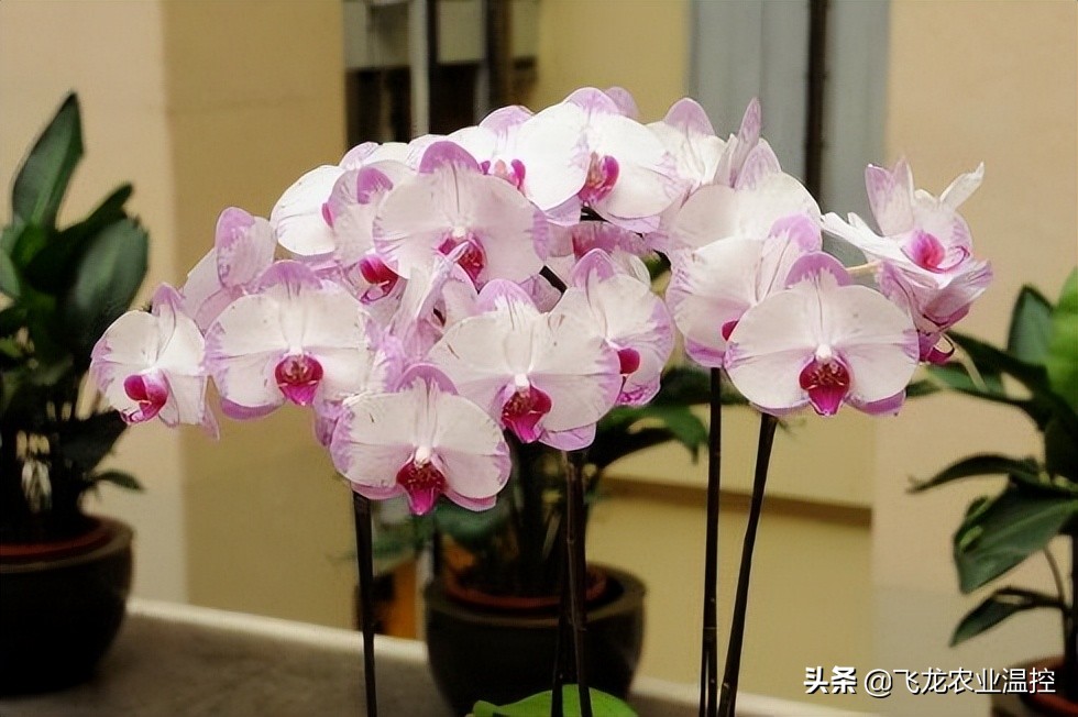 怎样养蝴蝶兰视频教程全集,怎样养好蝴蝶兰的方法