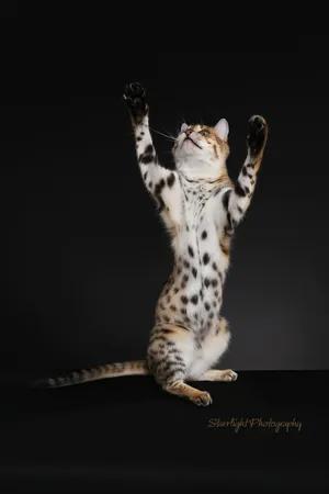 猫身上掉下来有白色颗粒是什么,猫身上白色的是什么