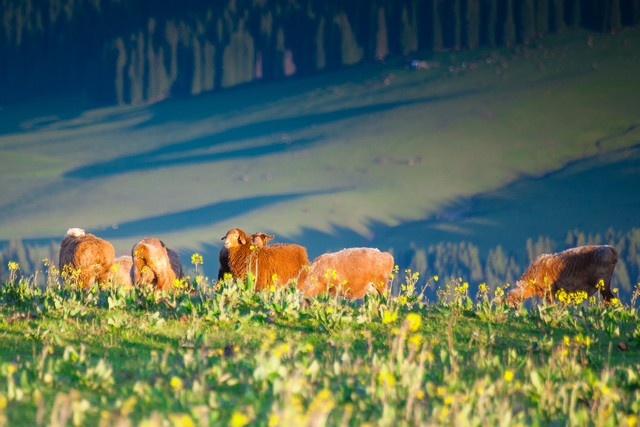 在农村一年挣五万元的养殖是什么,在农村挣5000陪家人还是外出打工