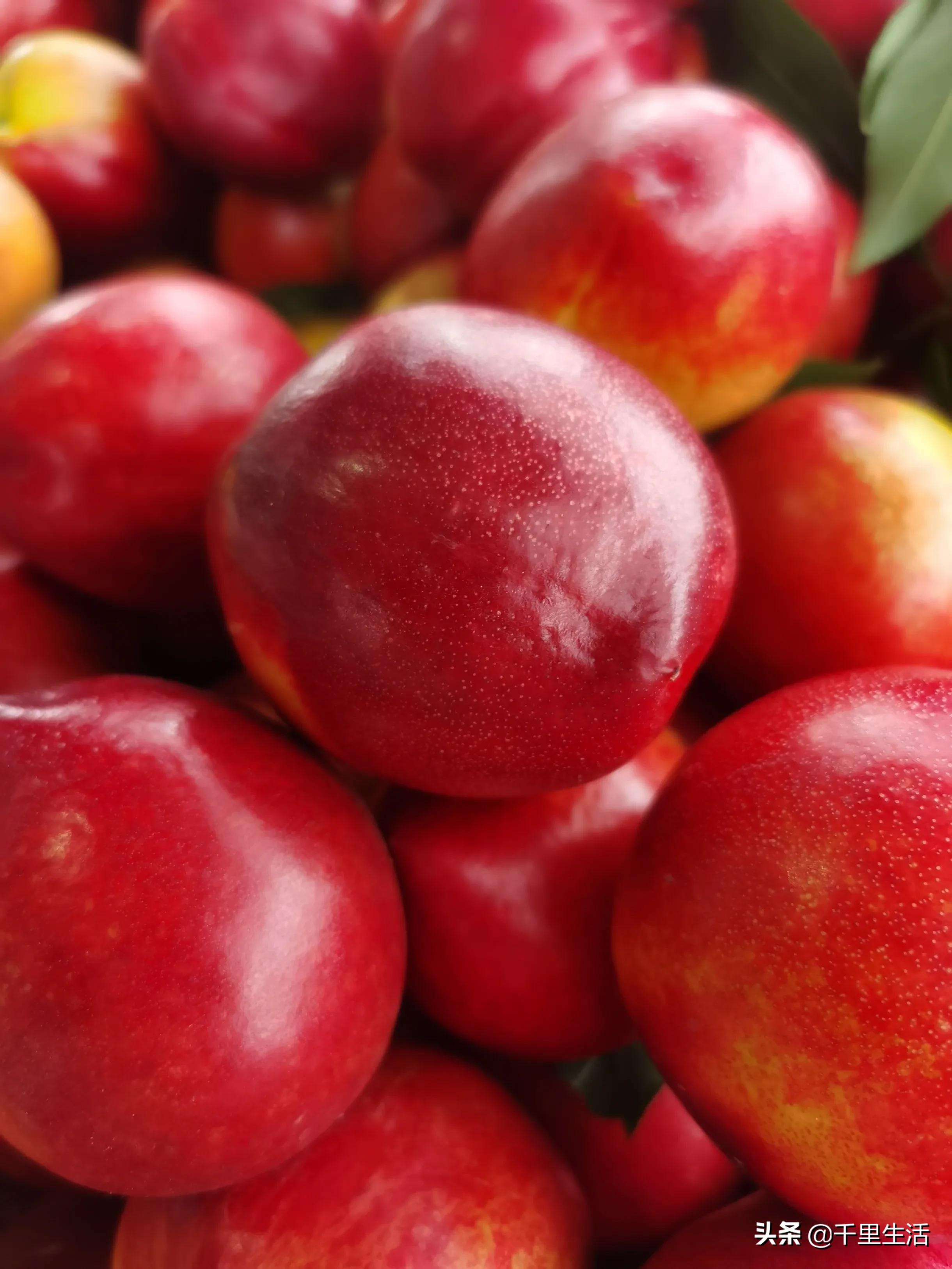 现摘正宗山东蒙阴脆甜黄油桃,山东蒙阴蜜桃之乡的桃子上市啦