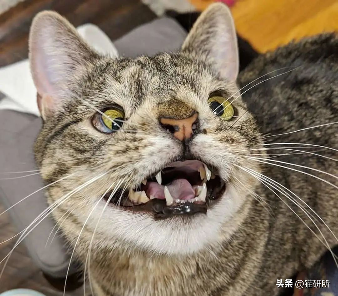 怎样测试猫咪的智商低还是高,如何测试猫咪的智商高不高