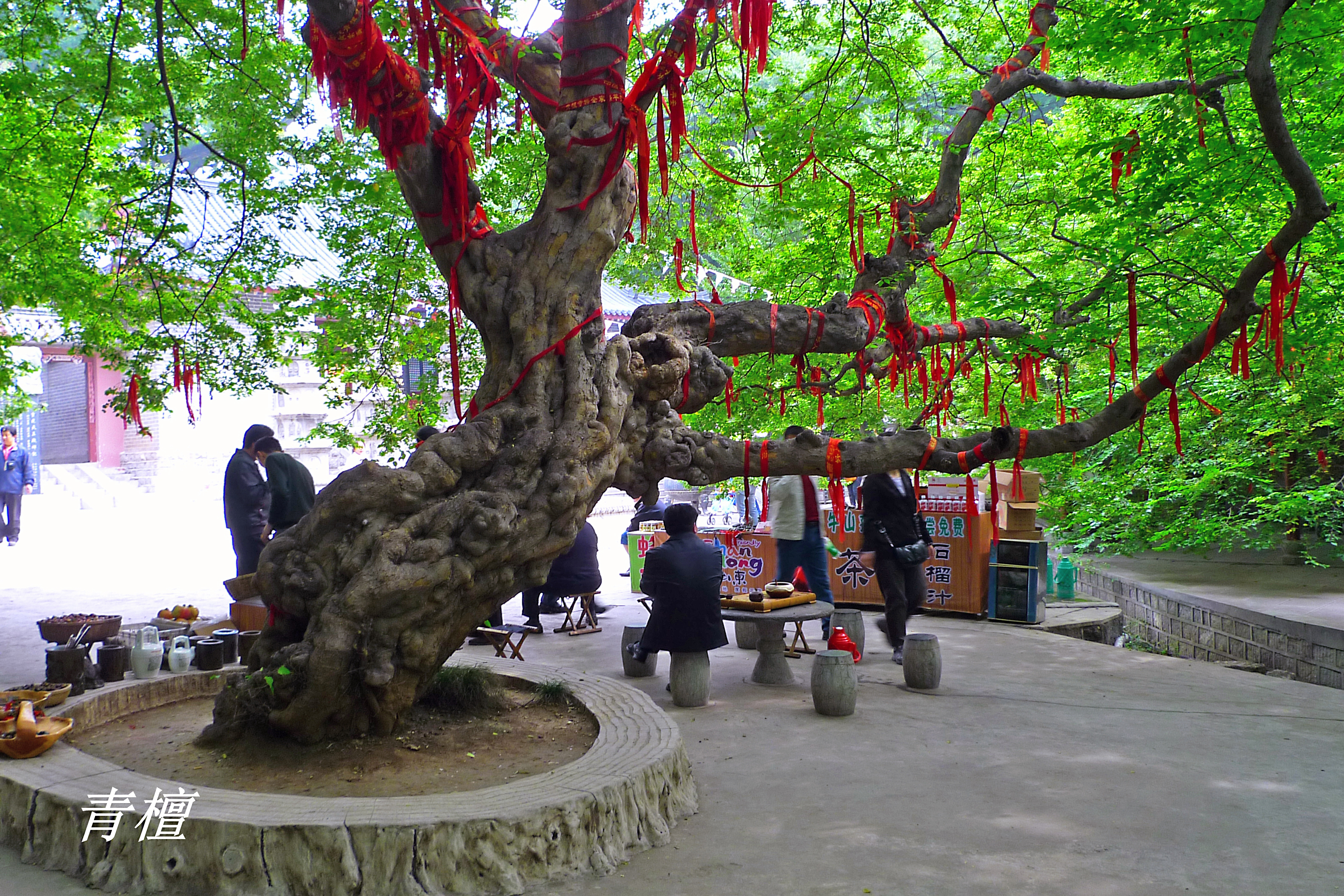 诗经中的伐檀,诗经伐檀是指哪里