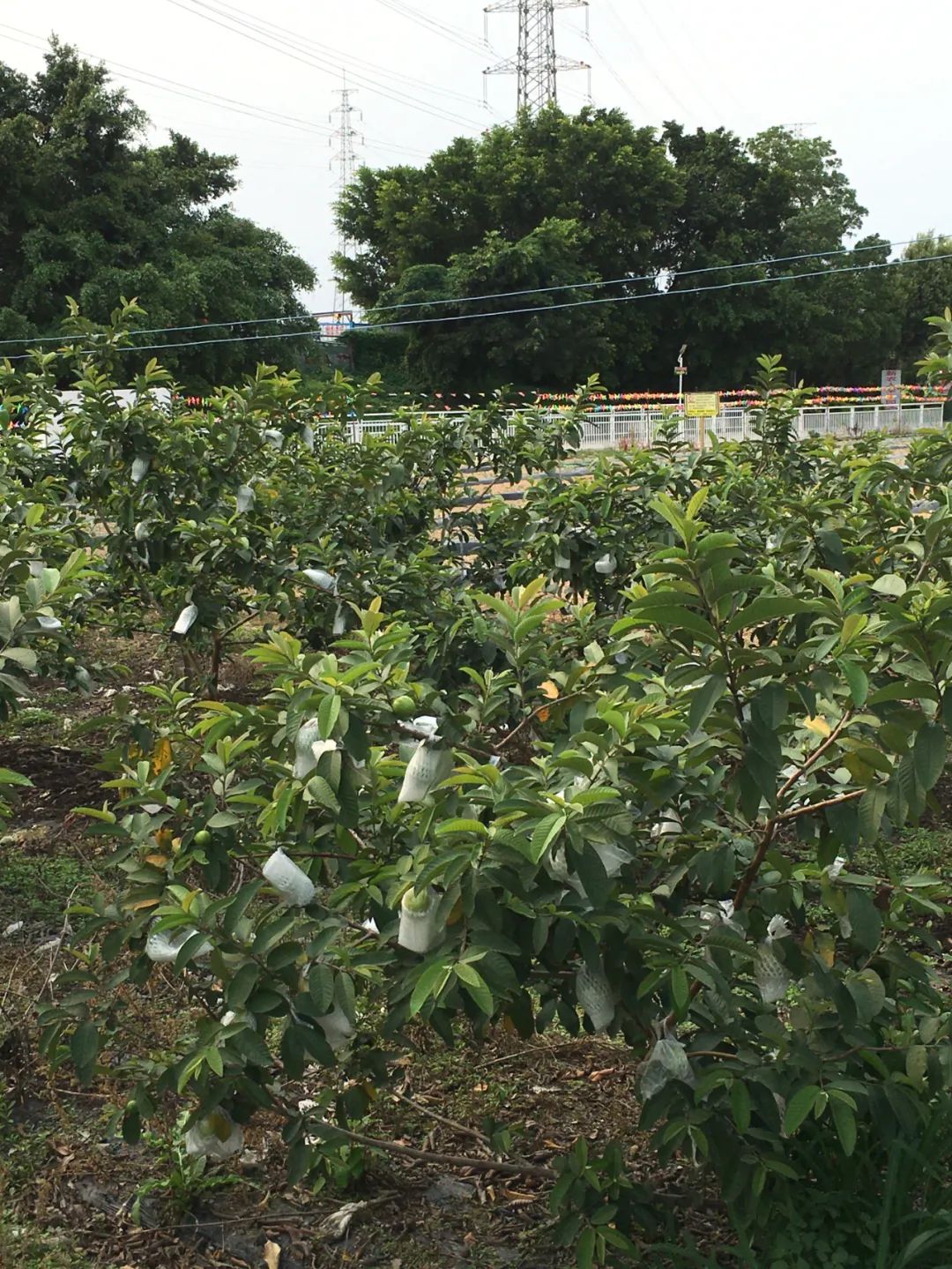 旭光车行雅迪电动车,旭光单车