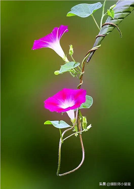 小小牵牛花鲜艳夺目,小小牵牛花教学