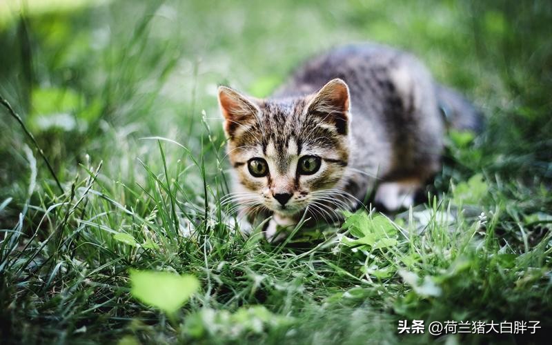 航空托运猫咪,大连猫咪航空托运