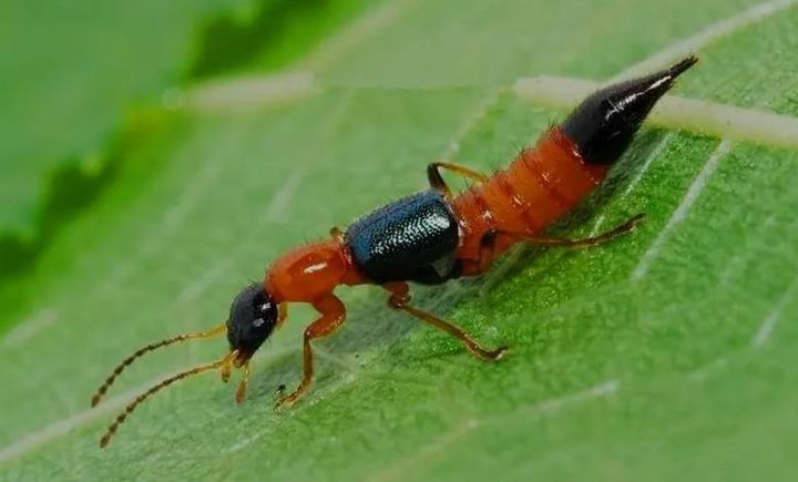 有剧毒的常见小虫子,家里面有这种虫子不要用手拍