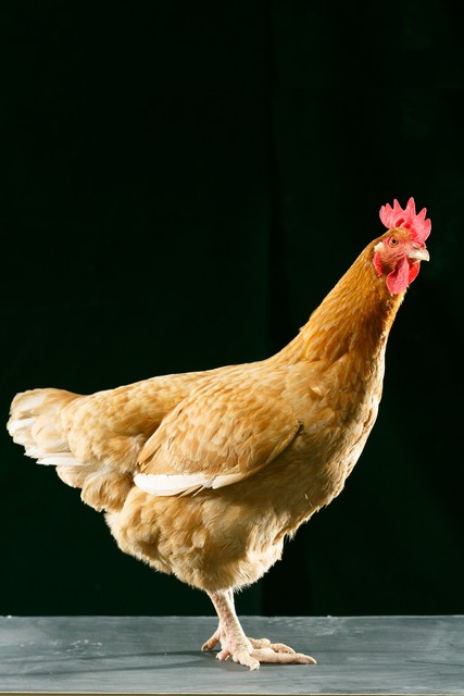 断骨瞬间恢复药膏,断骨一夜愈合的接骨偏方