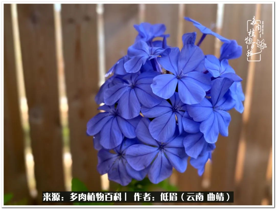 养了8年的多肉,养了七年多肉