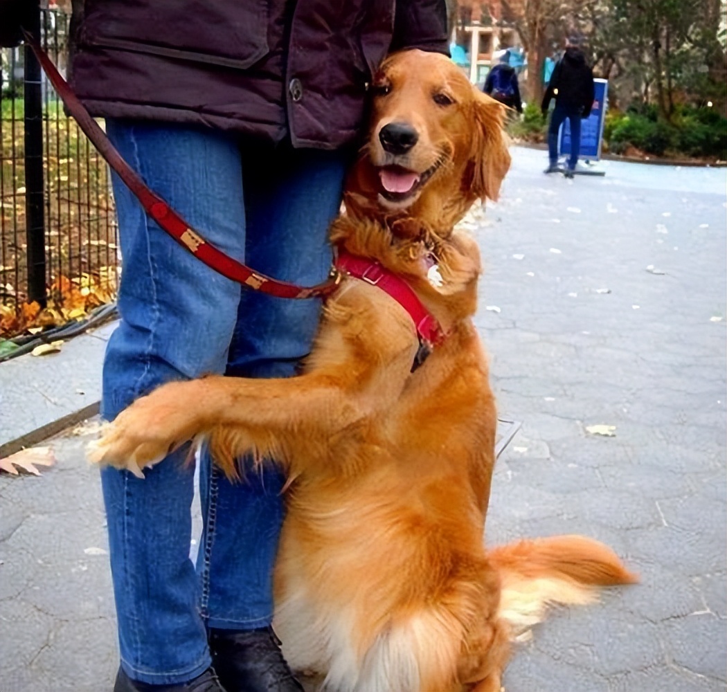 粘人的比熊小奶狗品种名字,十大最省心狗排名比熊