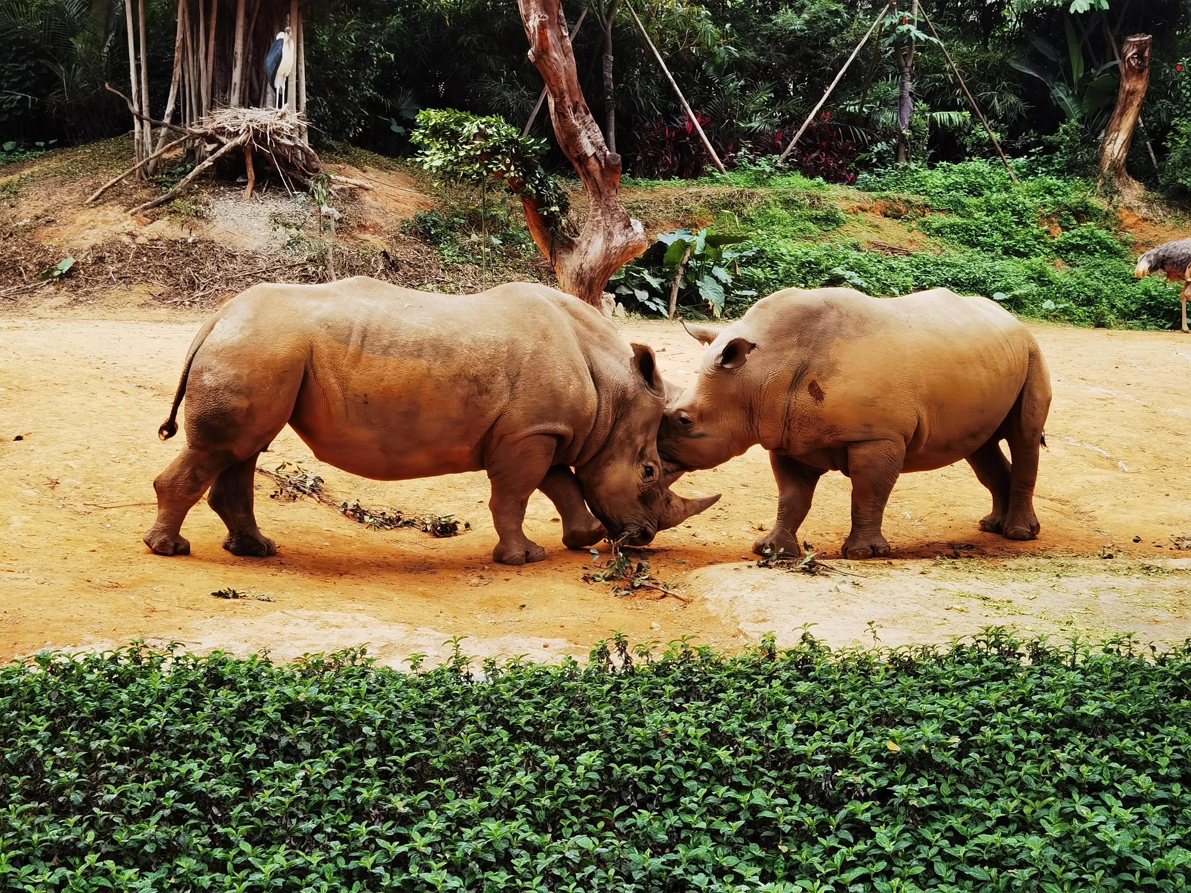 广州长隆野生动物园北门住宿,长隆野生动物园亲子游三天