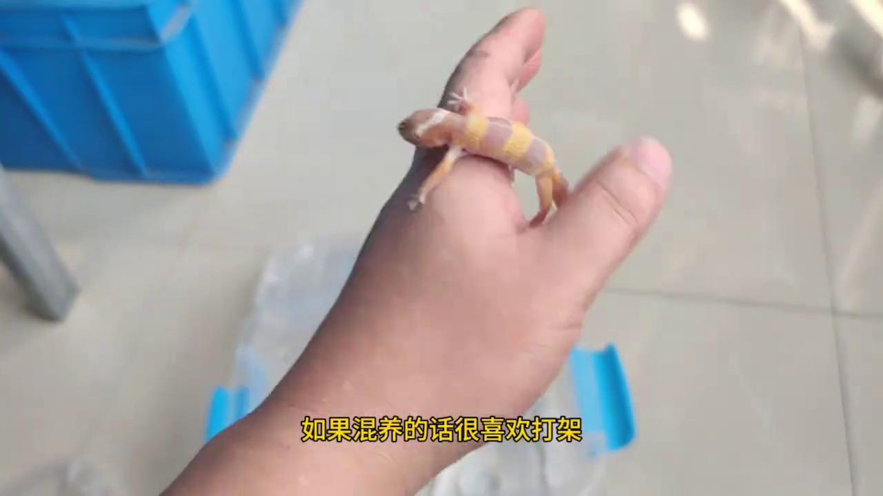 豹纹守宫能跟猫一起养么,家里养猫能养豹纹守宫吗