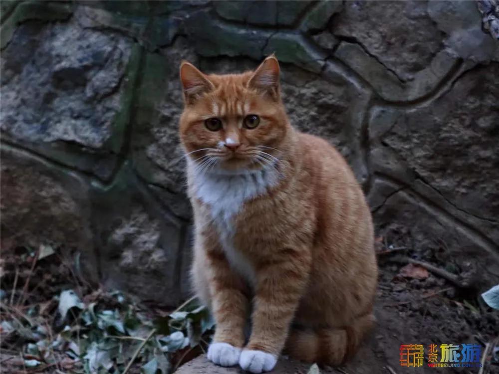 北京故宫的猫为什么叫御猫,故宫最萌的猫是什么猫