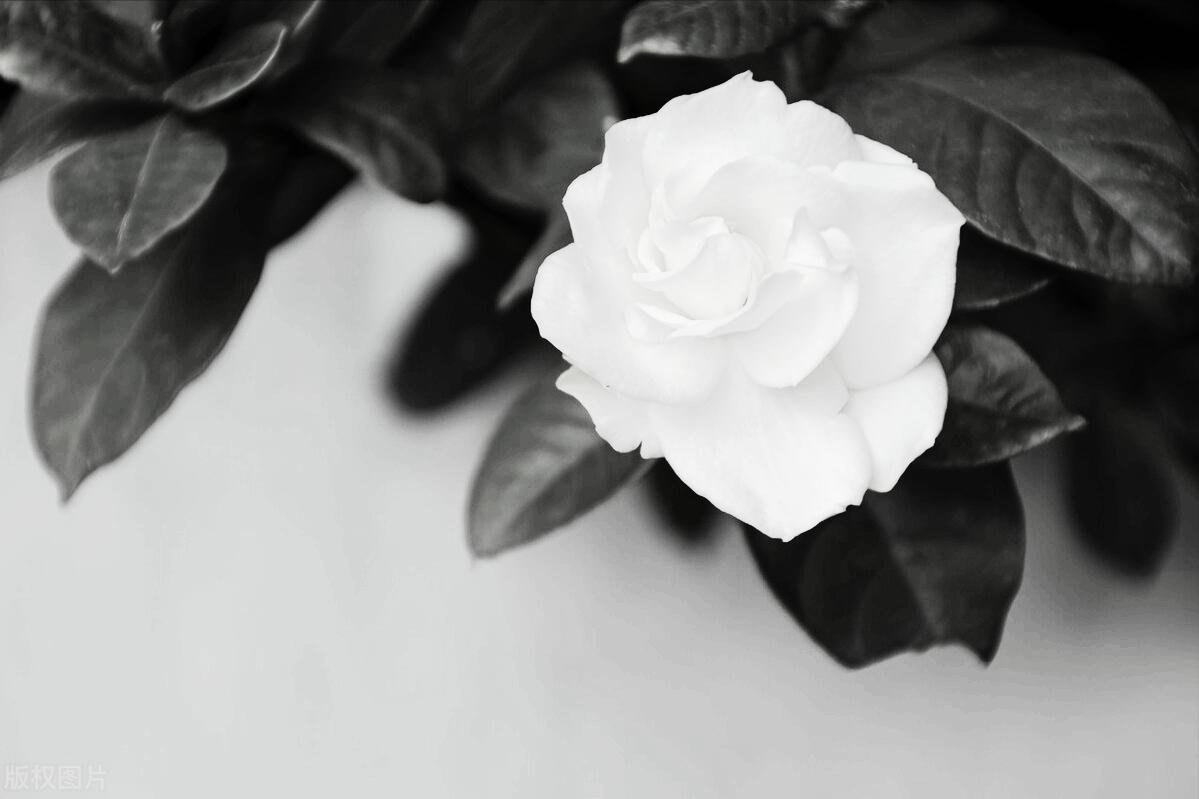 什么是家精辟的一段话,什么是家这篇文章说得真好