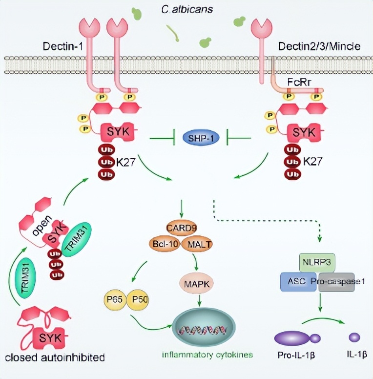 地下真菌网络：菌丝网络，在植物间信息传递、养分共享面的作用