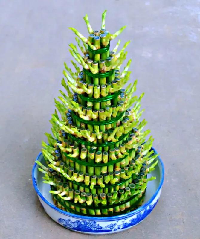 富贵竹茎叶青翠,大竹叶富贵竹