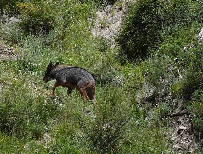 榛勫矖灞卞彂鐜板洓涓嶅儚,鑰佸啘灞变笂鍙戠幇鐨勫洓涓嶅儚