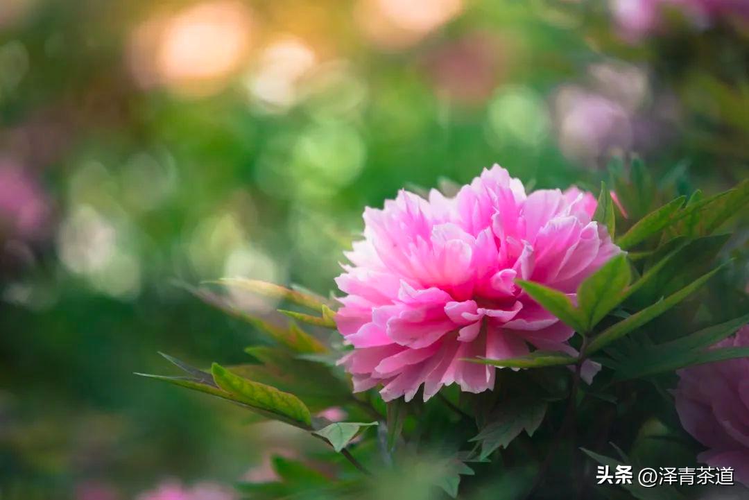 写春天的著名唐诗宋词加赏析,十首描写春天的宋词