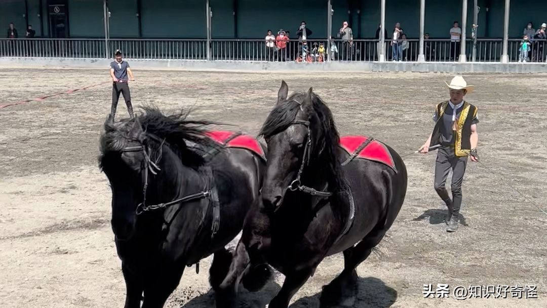 全球最贵的五种黑化动物,世界上最昂贵的六种黑化的动物