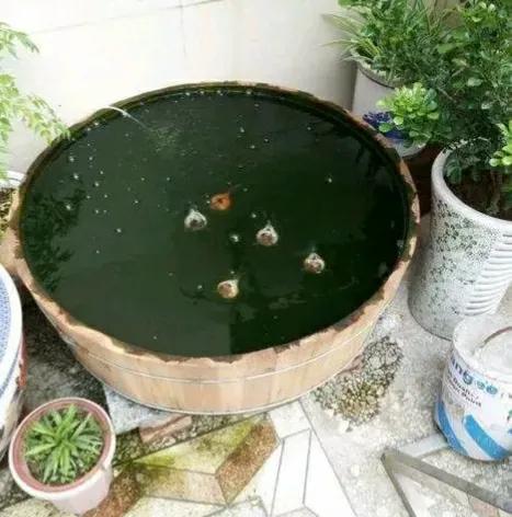 古法养金鱼为什么喂小米,古法养金鱼的原理