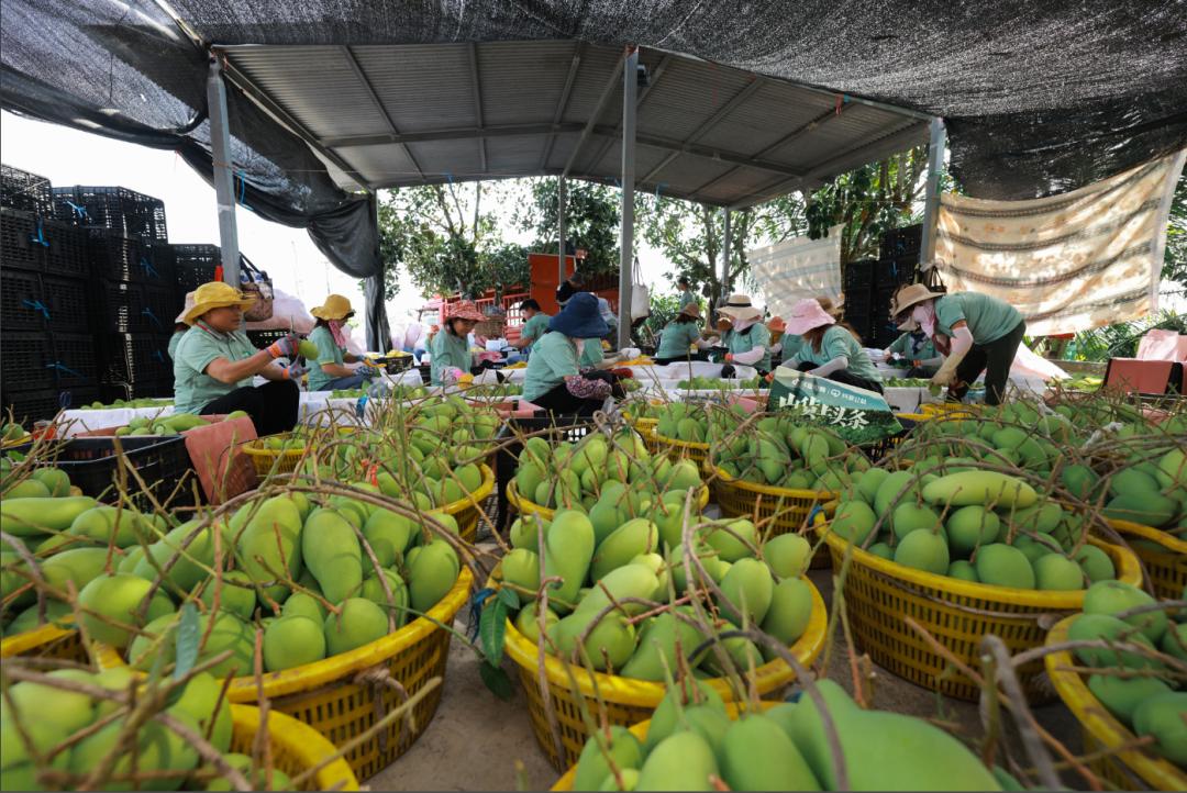 抖音电商山货,抖音农产品销售平台