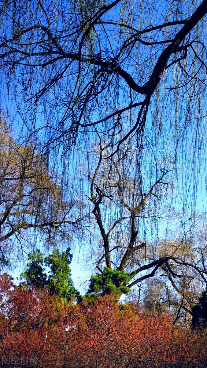 风吹杨柳万千条选段,风吹杨柳万千条指什么生肖