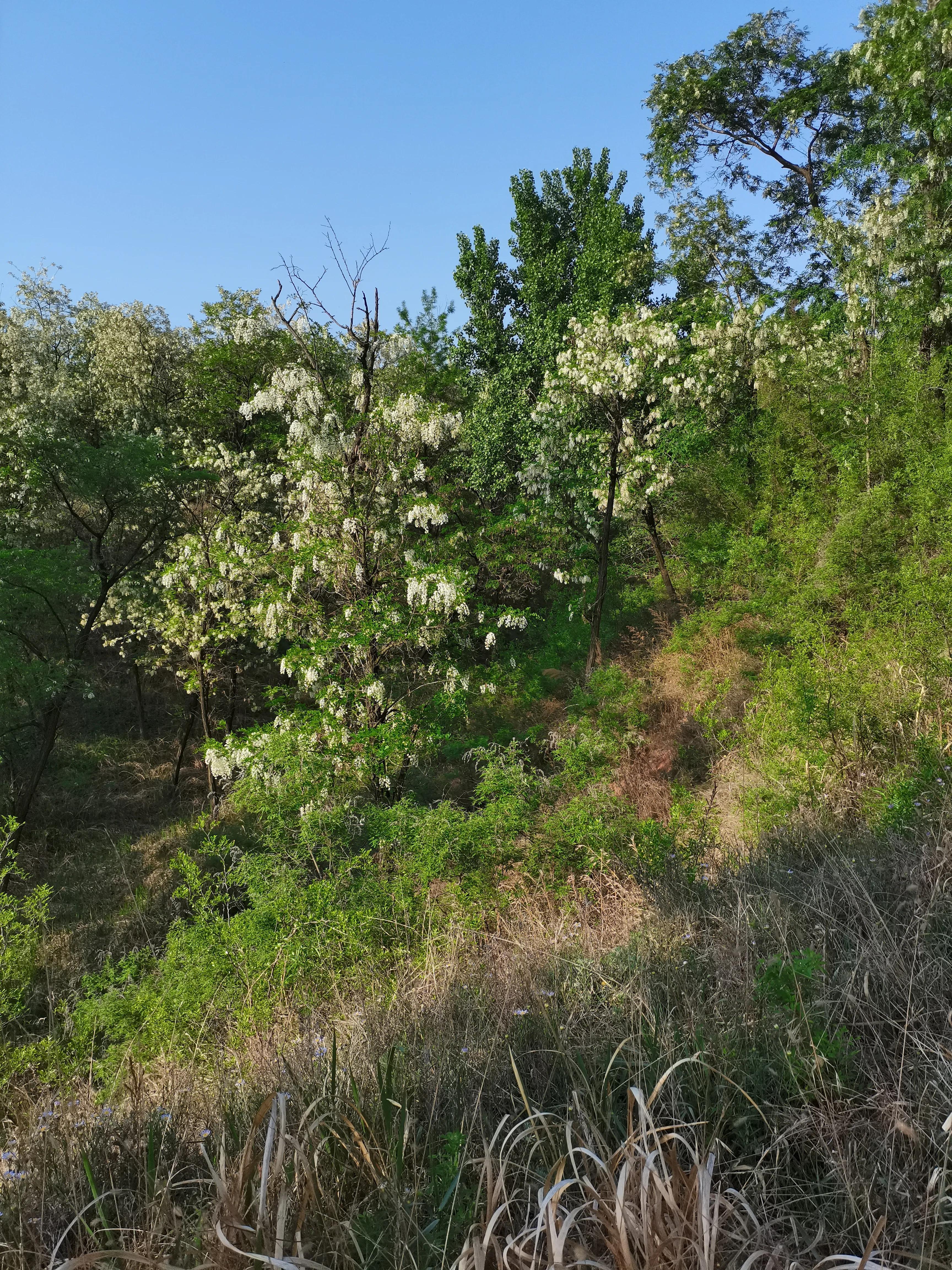酸枣叶制茶做法,山上的野生酸枣叶可以采摘做茶吗