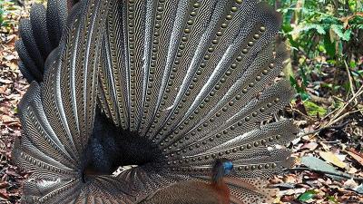 原来它们也有“性丑闻”，这片看完让我大开眼界