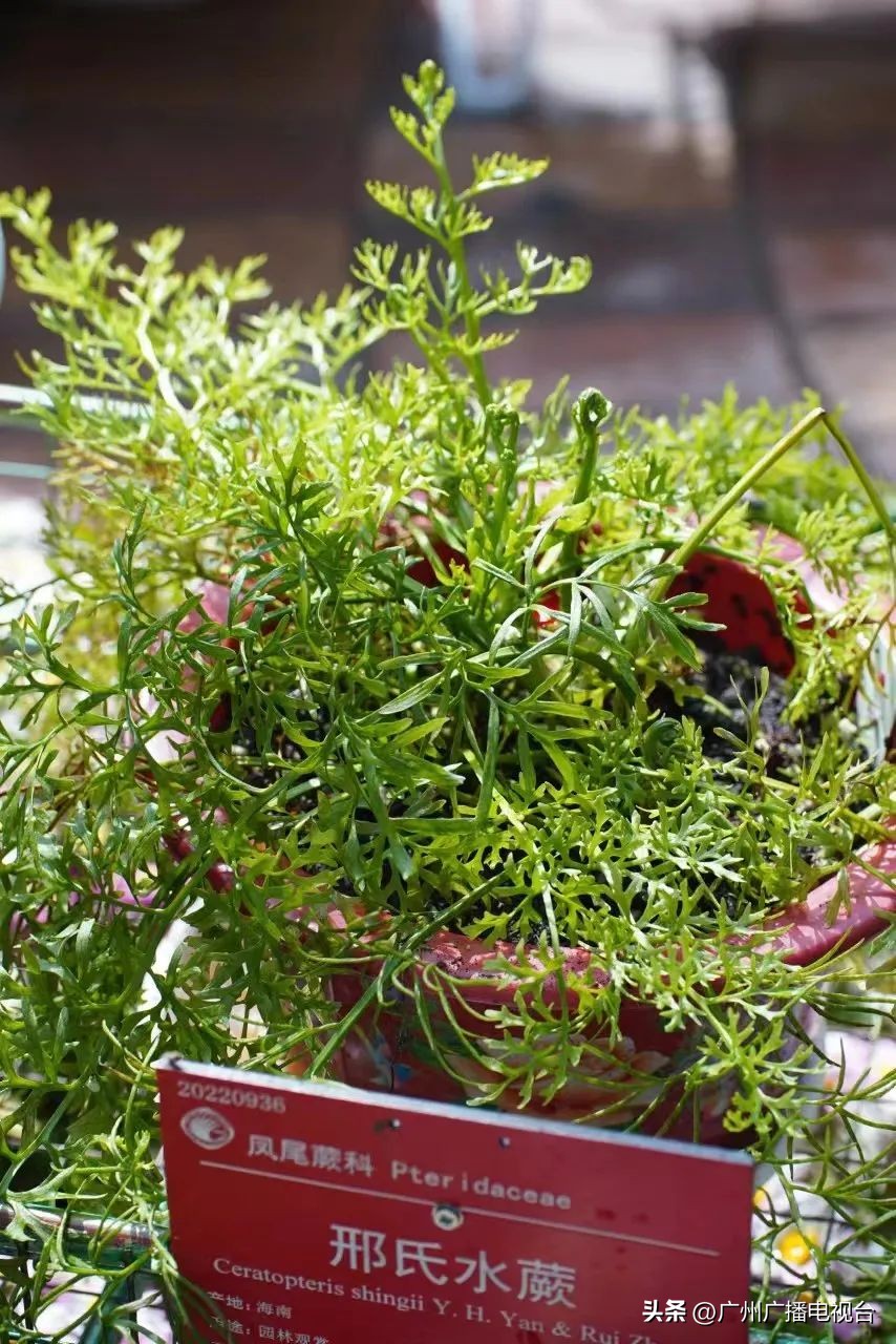 2023年全国兰花展预告,世界上最好看的兰花展