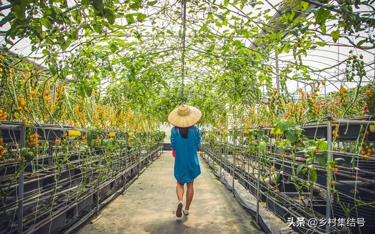 台湾番茄农场,低成本打造高颜值农场