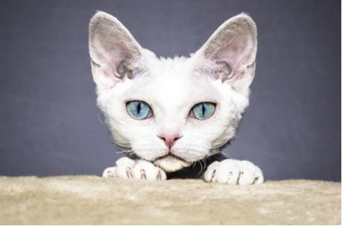 德文卷毛猫怎么看聋不聋,德文卷毛猫适合新手养吗