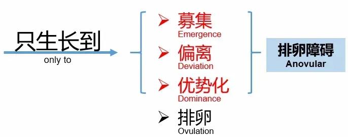 奶牛如何提高受孕率,奶牛排卵的症状