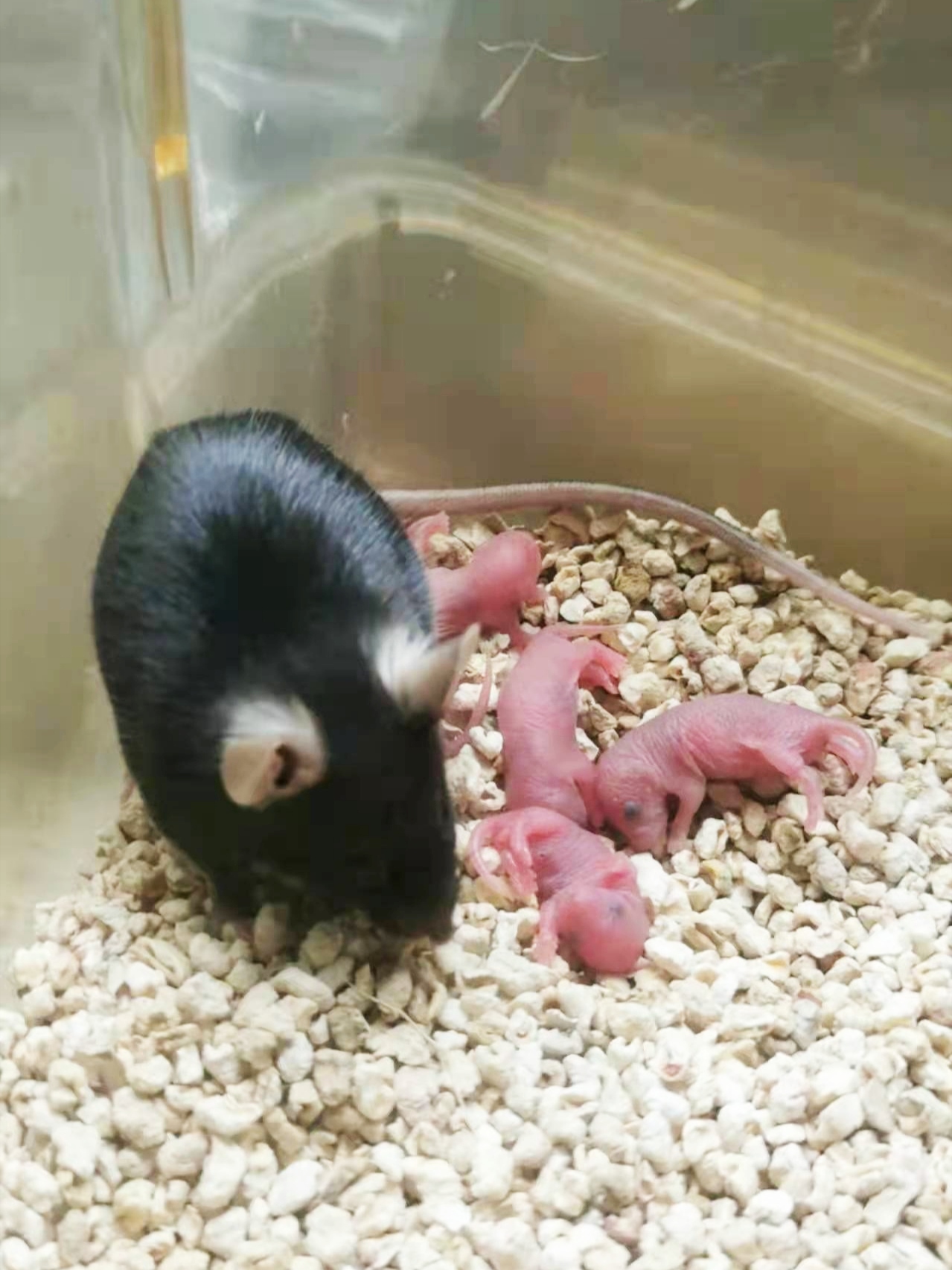 科学家发现细胞维持特异性,科学家发现细胞修复端粒的机制