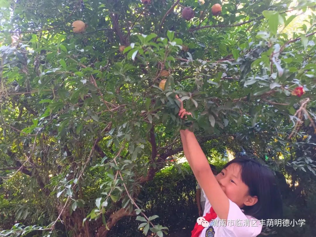 丰荫•少队︱秋来石榴红