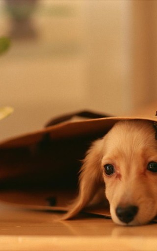 男主人和狗,盘点主人和狗狗之间的感情